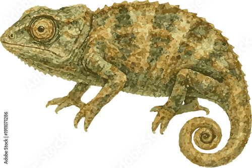 Vector watercolor illustration of a spectral pygmy chameleon