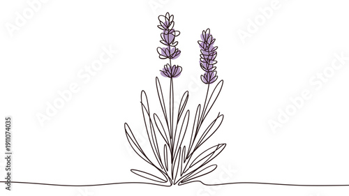 Line drawing of lavender sprigs with delicate leaves and blooms