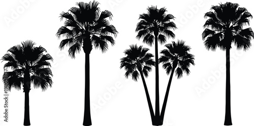 Set of tropical palm tree silhouettes isolated on white background, detailed black vector illustration collection for summer, beach, and exotic landscape design