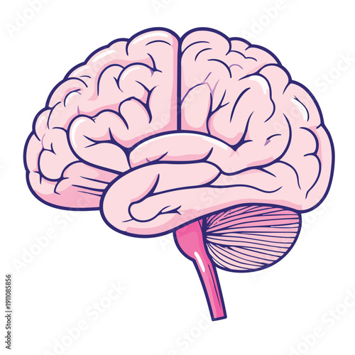 Hypothalamus–Pituitary Axis 6