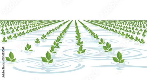 Multiple rows of young green plants with distinct water ripples surrounding each seedling in a large, cultivated agricultural field.