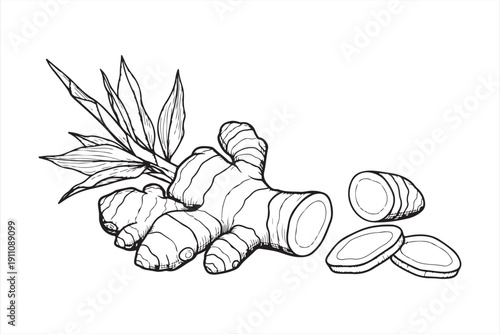 Detailed botanical illustration of fresh ginger root with leaves and sliced pieces