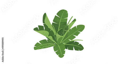 Overhead angled view of a clustered tropical plant with various shades of green banana-like leaves on a white background.