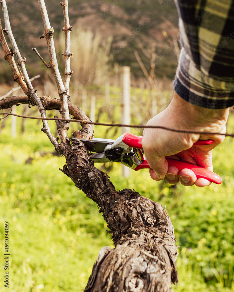 Naklejka premium Close-up of the hands of the winemaker pruning the vineyard with professional steel scissors. Traditional agriculture. Winter pruning, Guyot method.