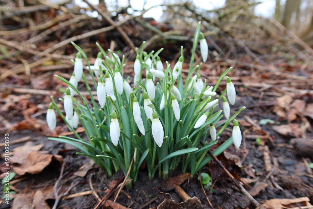 Fototapeta premium Delicate white spring flowers blooming among green leaves.