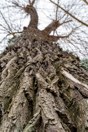 Tall tree trunk shows rough bark and branches reaching up to gray sky