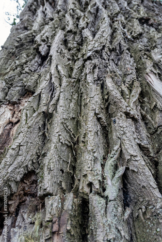 Texture of tree bark showing patterns and grooves in a forest during daytime