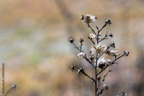 Dry plant stands alone in a blurred field, highlighting the beauty of nature during autumn