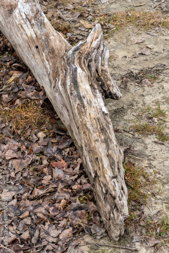 Driftwood lying on the ground in a natural setting with dry leaves and earth visible in late autumn