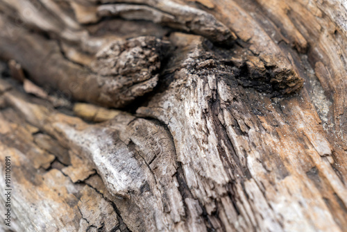 Close view of weathered wood showing details of texture and grain found in a natural setting during daylight