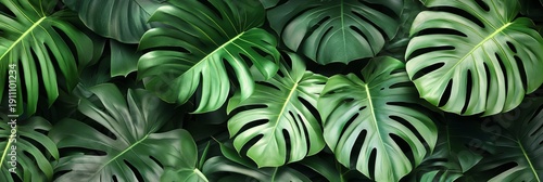 Lush Green Monstera Leaves in Tropical Pattern, Ideal for Botanical Designs and Home Inspiration
