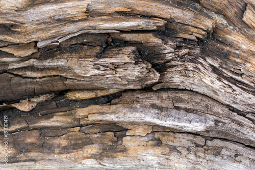 Wooden texture displays natural patterns with aged lines and cracks on a weathered surface in a forest setting