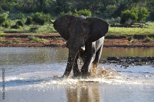 Canvas Print elephant territory