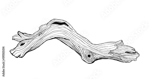 Hand drawn driftwood branch with detailed wood grain line art isolated on white rustic natural coastal and forest design element