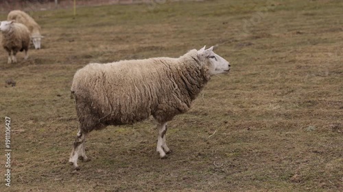 Woolly coat, country scene, nature serenity. Captured from side, sheep stands on lush grass, its dense wool bit messy, enjoying serenity farm living as it looks afar into expansive countryside.