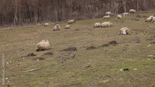 Natural environment, rural animals, grazing sheep. In open fields near forest, sheep with woolly coats graze peacefully, embodying rural tranquility.