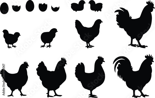 Chicken life cycle silhouettes, egg, chick, hen, rooster, farming vector, poultry development illustration, biology education design, animal growth artwork