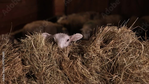 Inside barn, Lamb shelter, Lamb eyes. Nurturing farm life, where animals are cared for in rustic, natural environment.