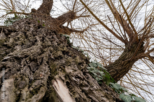 Close view of a tree trunk with ivy and bare branches in a natural setting during winter