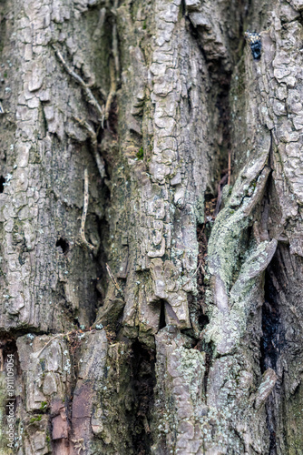 Detailed view of tree bark showing texture, patterns, and natural wear in a forest during daylight hours