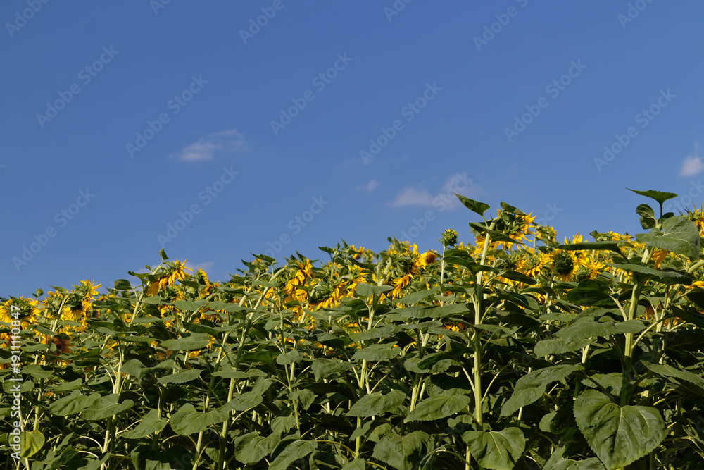 Obraz premium Vast field of sunflowers under a clear blue sky with scattered clouds on a sunny day