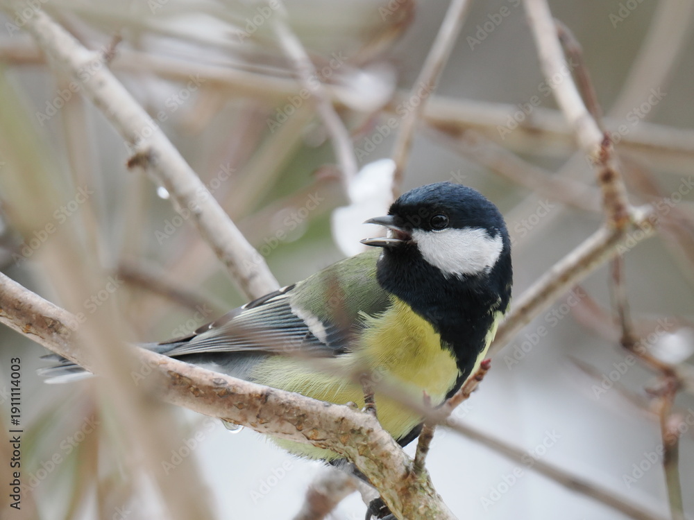 Fototapeta premium Great Tit (Parus major)