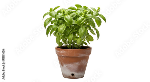 Wallpaper Mural A small potted basil plant on transparent background Torontodigital.ca