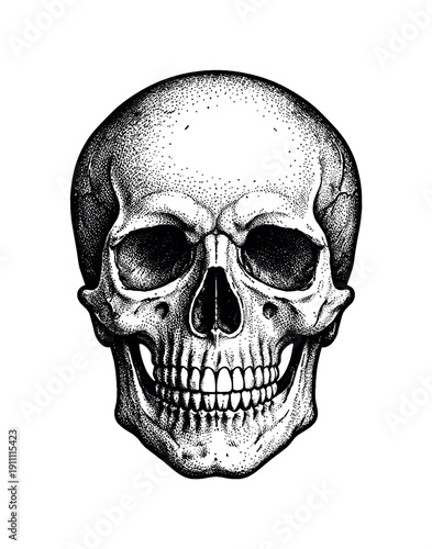 A frontal skull illustration inspired by old medical engravings, rigid and static, rendered with uneven