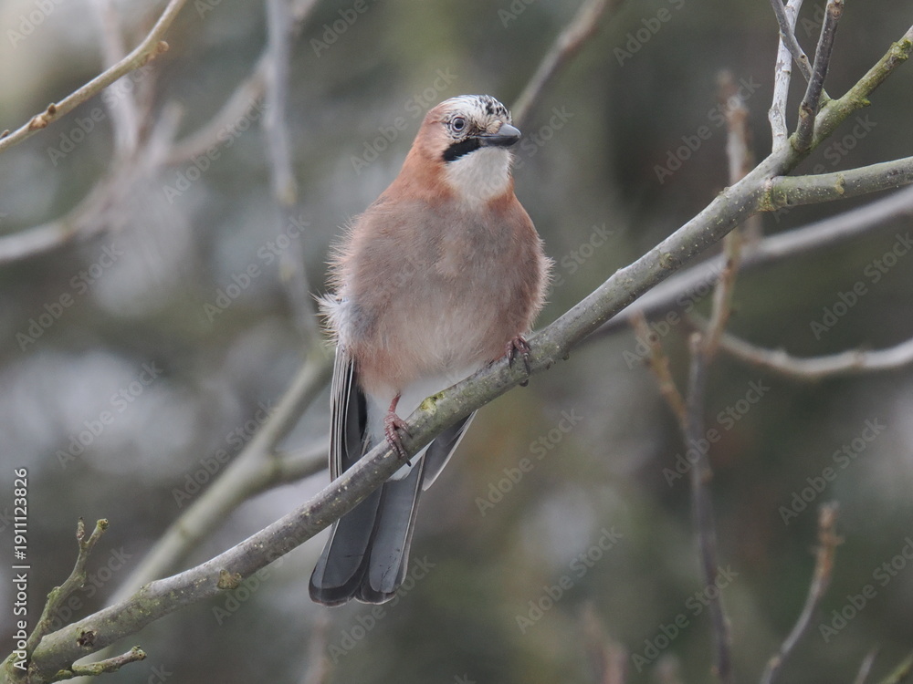 Obraz premium Eurasian Jay (Garrulus glandarius)