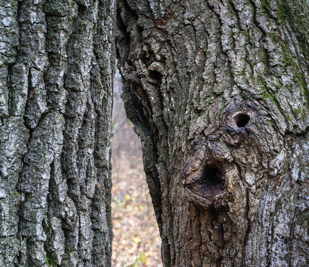 Fototapeta premium Tree Bark with Natural Face Shape Pattern