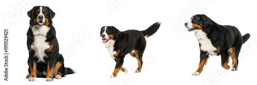 Foto set of bernese mountain dogs in different poses isolated on transparent backgrou