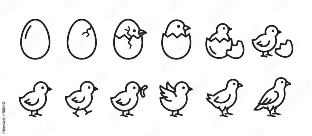 Naklejka premium Bird life cycle icon set showing the stages of a chicken hatching from an egg and growing into a young bird, a simple black outline vector illustration of the entire process