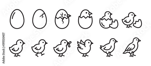 Bird life cycle icon set showing the stages of a chicken hatching from an egg and growing into a young bird, a simple black outline vector illustration of the entire process