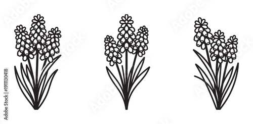 Three black line art grape hyacinth flower illustrations in a minimalist style, showcasing delicate muscari blossoms and leaves in a simple, elegant botanical drawing set for spring designs