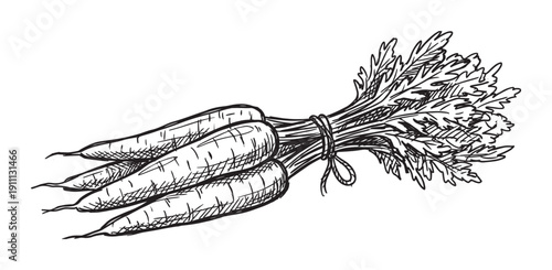 Bunch of fresh carrots with leafy tops tied together with string in a rustic, hand-drawn black and white sketch style with detailed hatching for a vintage look