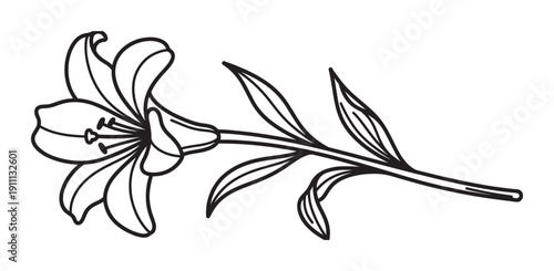 Beautiful lily flower with a stem and leaves drawn in a simple black and white line art style, showcasing the elegant petals and stamen in a minimalist botanical illustration