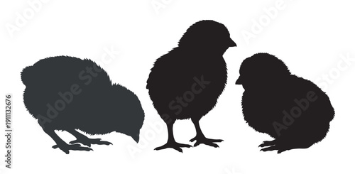Three black silhouettes of fluffy baby chicks are shown in various poses, including standing, pecking, and sitting in a charming graphic illustration