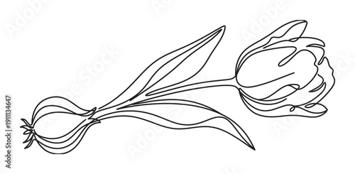 Minimalist black one-line art illustration of a whole tulip plant with its flower, leaves, and bulb, drawn in a continuous, flowing, and elegant contour style