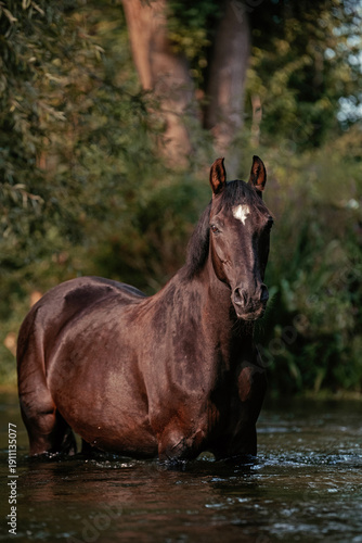 Bayrisches Warmblut, 24 Jahre alt, Bayern/D, 8/24