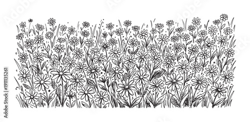 Hand-drawn black and white daisy flowers in a dense field, a charming and simple doodle-style illustration with sketchy lines and a cheerful, natural aesthetic for a border design