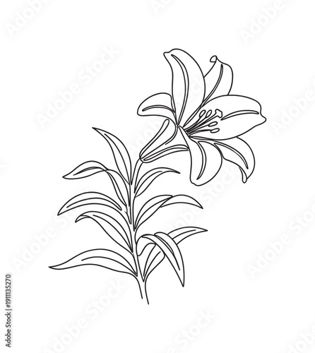 Beautiful lily flower drawn with one continuous black line in a minimalist style, featuring delicate petals, a prominent stamen, and elegant leaves on a slender stem