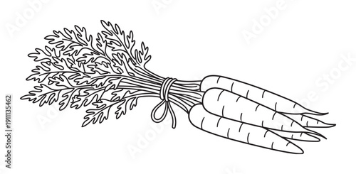 Bunch of fresh carrots with leafy tops tied together with string in a simple black and white line drawing style, representing healthy organic food and harvest