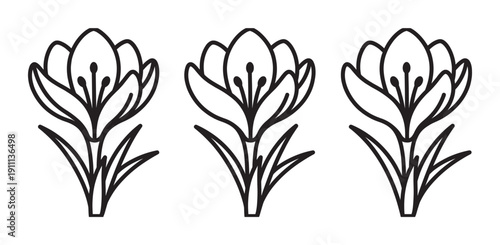 Three black line art crocus flowers in a row, a minimalist floral illustration with clean contours and simple graphic design showing petals, stamens, and leaves in a stylized form