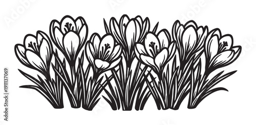 Black and white crocus flowers illustration in a decorative linocut style, showing a beautiful spring floral arrangement with delicate petals and leaves for a nature-themed design