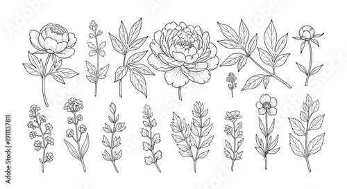Elegant hand-drawn botanical collection with diverse floral elements and intricate leaves in monochrome line art, ideal for natural-themed designs and creative artistic projects