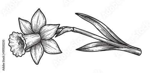 Single hand-drawn daffodil flower illustration in a vintage engraving style with detailed petals, a trumpet corona, stem, and leaves, rendered in black and white line art