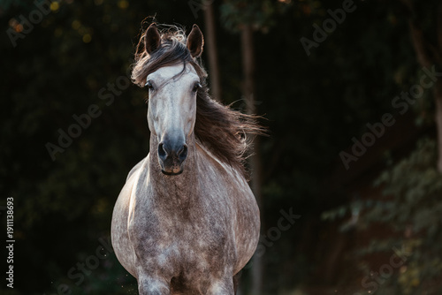 Foto Spanischer Apfelschimmel
