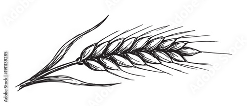 Single hand-drawn ear of wheat sketch in a rustic engraving style with detailed black ink lines representing agriculture and natural organic food