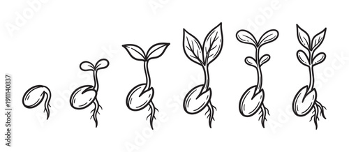 Hand-drawn plant germination stages showing a seed sprouting into a small plant with roots and leaves, illustrating the life cycle and growth process in a minimalist line art style