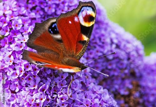 A Peacock butterfly on a purple Buddleia flower